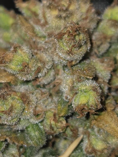 Project: Tropical Punch Run. Week 11