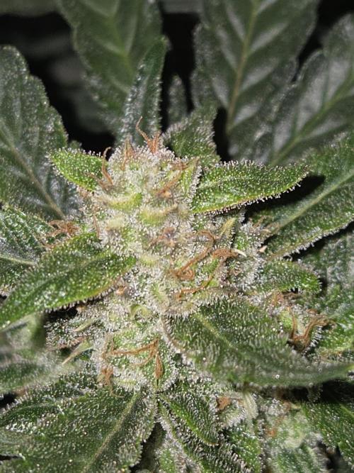 Project: Tropical Punch Run. Week 11