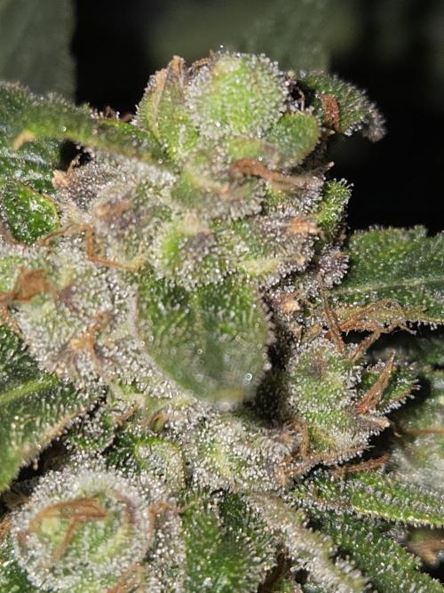 Project: Tropical Punch Run. Week 11