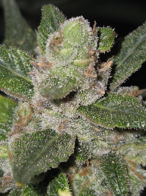 Project: Tropical Punch Run. Week 11