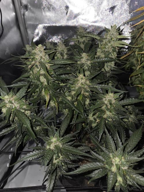 Project: Tropical Punch Run. Week 11