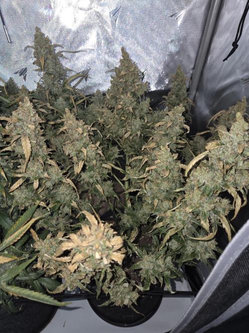 Project: Tropical Punch Run. Week 11