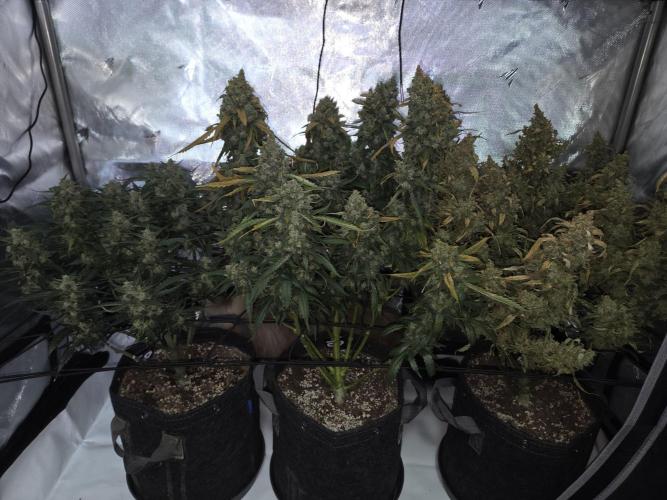 Project: Tropical Punch Run. Week 11