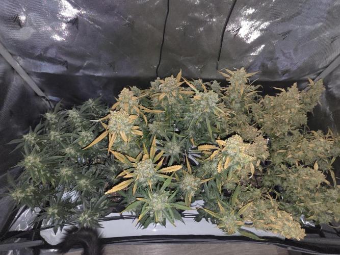 Project: Tropical Punch Run. Week 11