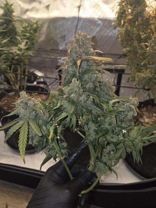 Project: Tropical Punch Run. Week 12
