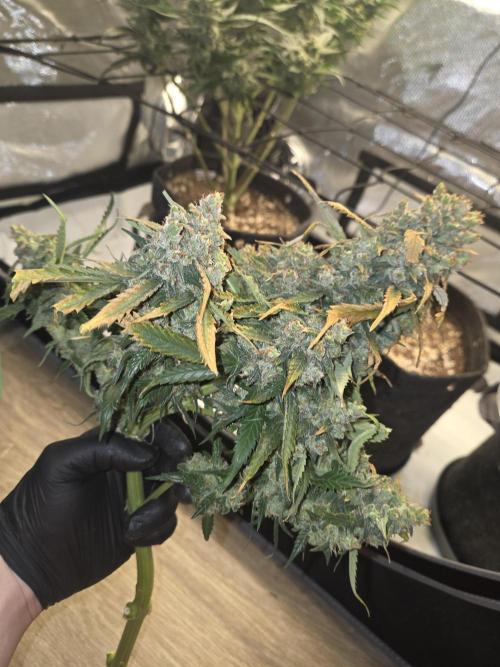 Project: Tropical Punch Run. Week 12