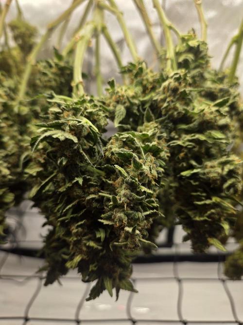 Project: Tropical Punch Run. Week 12