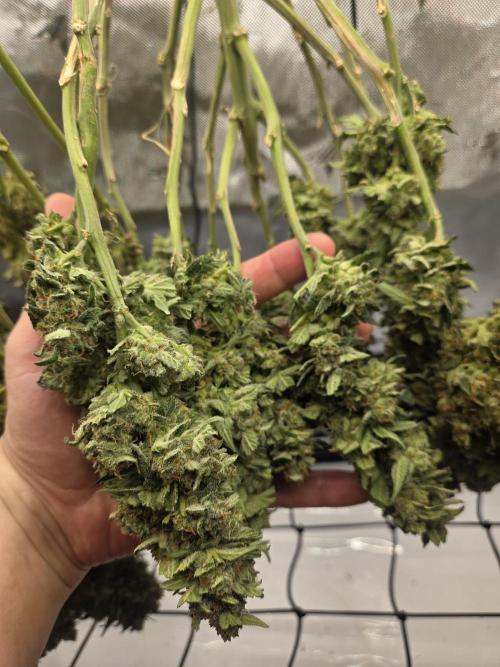 Project: Tropical Punch Run. Week 12