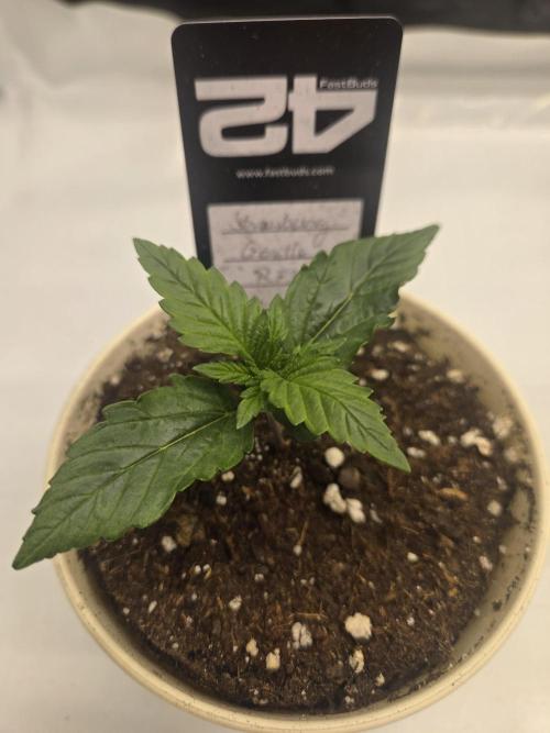 Project: Tropical Punch Run. Week 2