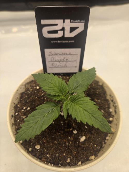 Project: Tropical Punch Run. Week 2