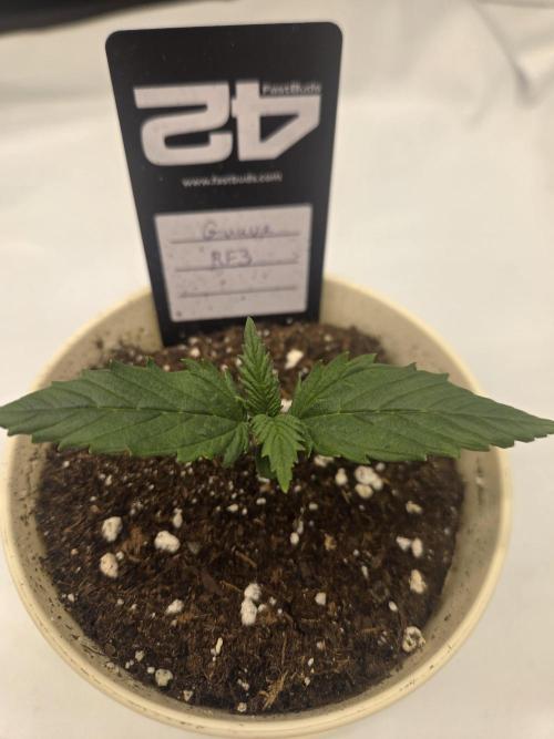 Project: Tropical Punch Run. Week 2