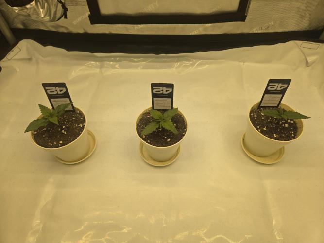 Project: Tropical Punch Run. Week 2