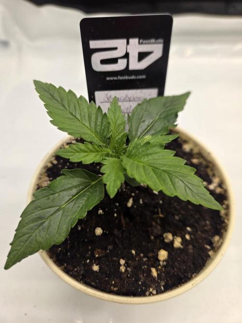 Project: Tropical Punch Run. Week 2
