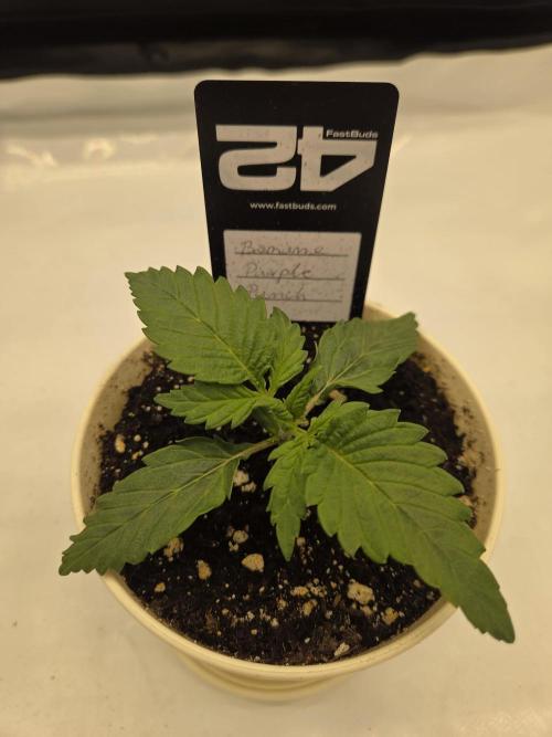 Project: Tropical Punch Run. Week 2