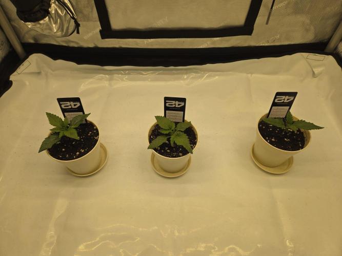 Project: Tropical Punch Run. Week 2