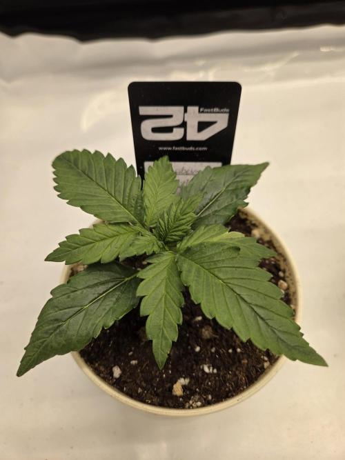 Project: Tropical Punch Run. Week 2