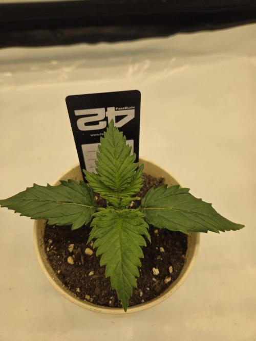 Project: Tropical Punch Run. Week 2