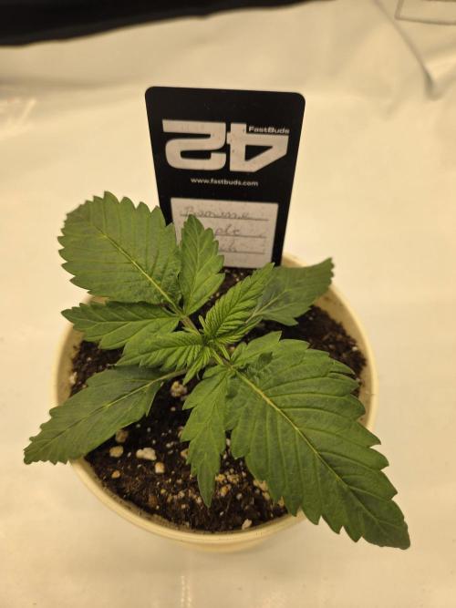 Project: Tropical Punch Run. Week 2