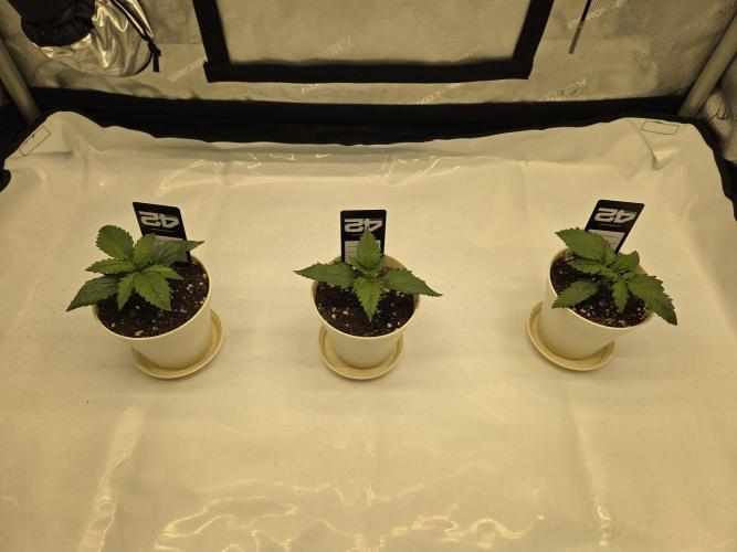 Project: Tropical Punch Run. Week 2