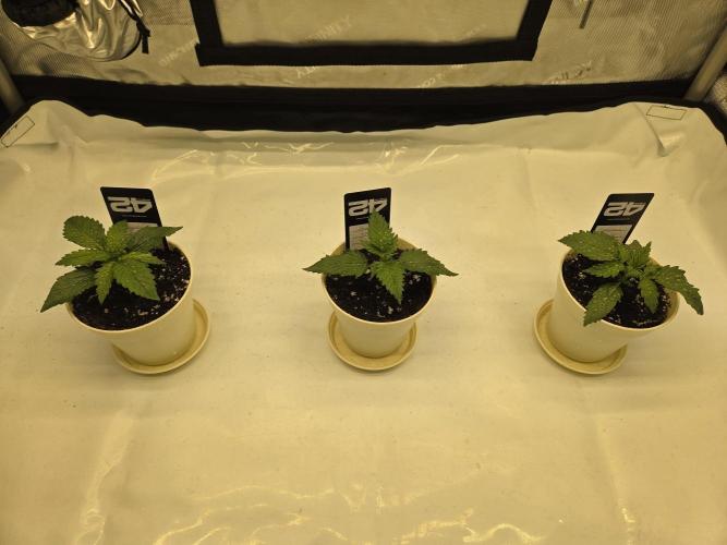 Project: Tropical Punch Run. Week 2