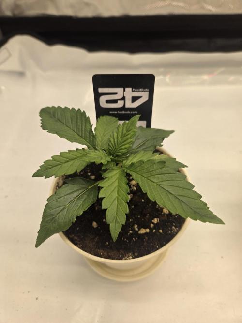 Project: Tropical Punch Run. Week 2