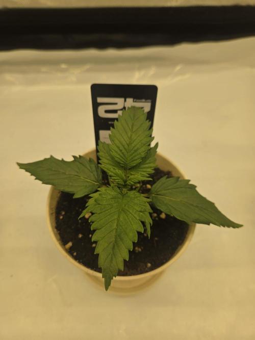 Project: Tropical Punch Run. Week 2