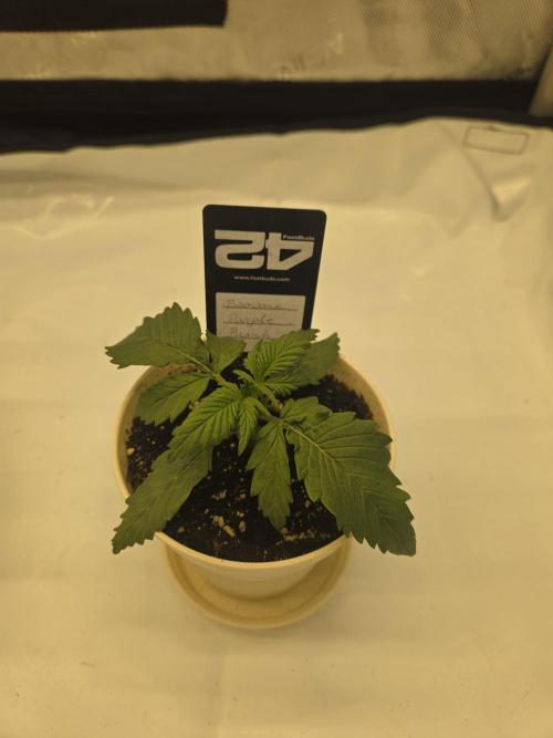 Project: Tropical Punch Run. Week 2