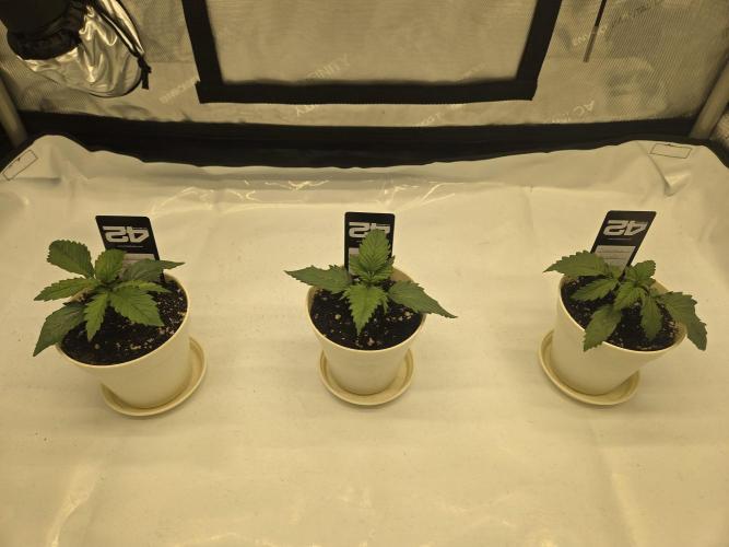 Project: Tropical Punch Run. Week 2