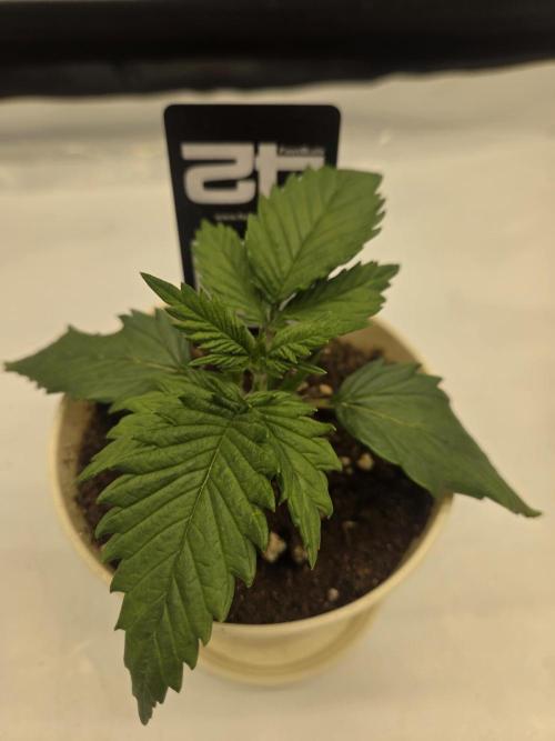 Project: Tropical Punch Run. Week 2