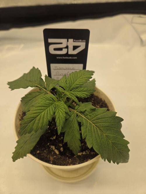 Project: Tropical Punch Run. Week 2