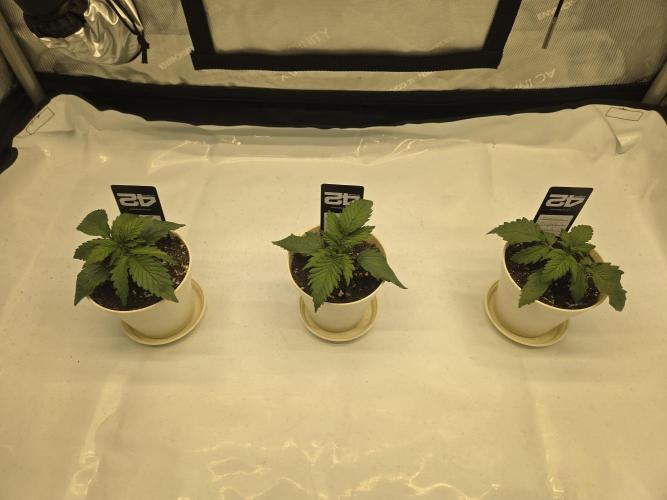 Project: Tropical Punch Run. Week 2