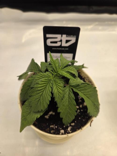 Project: Tropical Punch Run. Week 2
