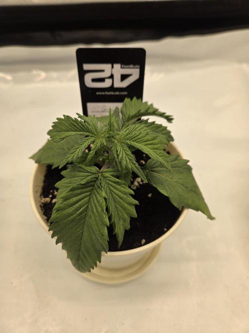 Project: Tropical Punch Run. Week 2