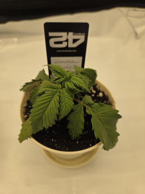 Project: Tropical Punch Run. Week 2