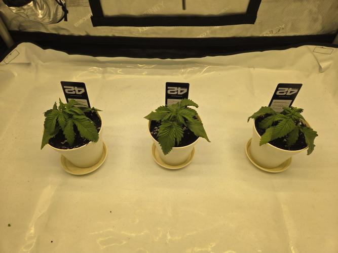 Project: Tropical Punch Run. Week 2