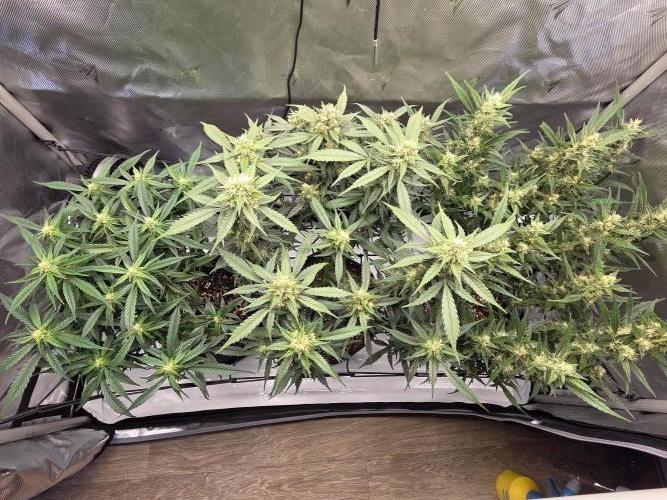 Project: Tropical Punch Run. Week 8