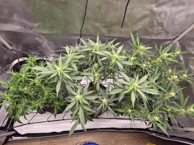 Project: Tropical Punch Run. Week 6