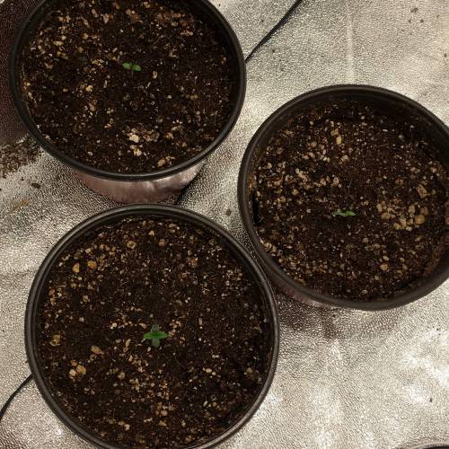 Moby Dick BSF FEM. Week 1 - Día 1