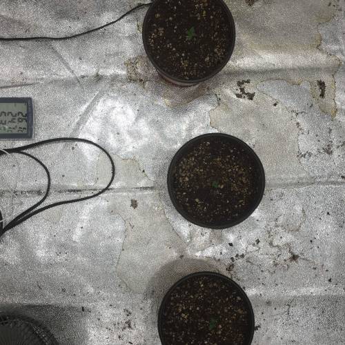 Moby Dick BSF FEM. Week 1 - Día 2