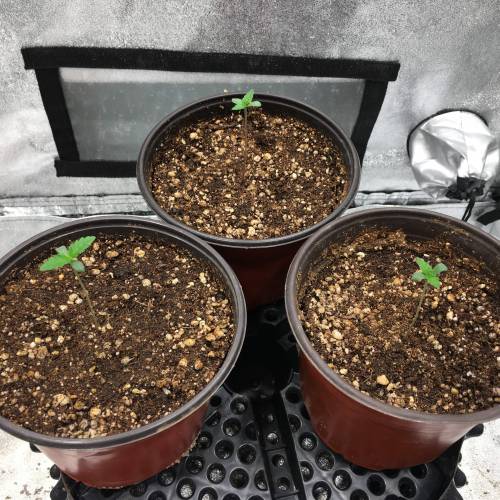 Moby Dick BSF FEM. Week 1 - Día 3