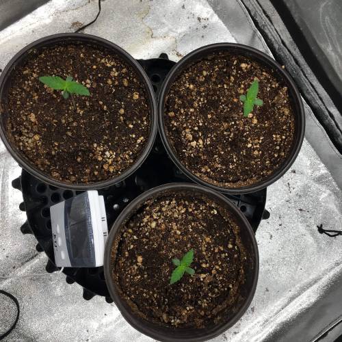 Moby Dick BSF FEM. Week 1 - Día 4 