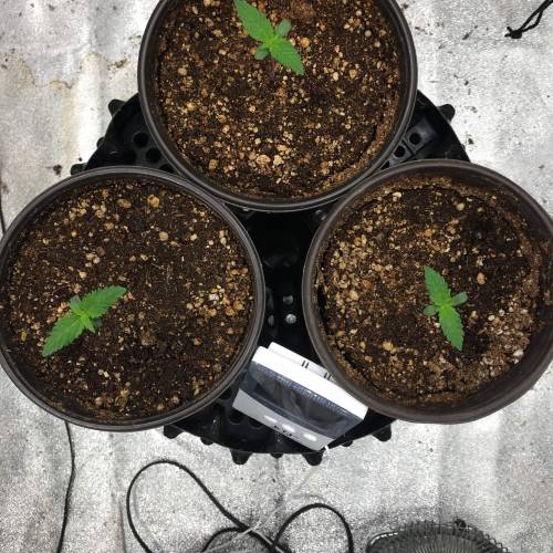 Moby Dick BSF FEM. Week 1 - Día 5