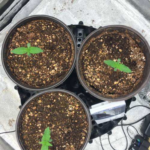 Moby Dick BSF FEM. Week 1 - Día 6