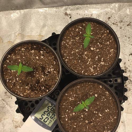 Moby Dick BSF FEM. Week 1