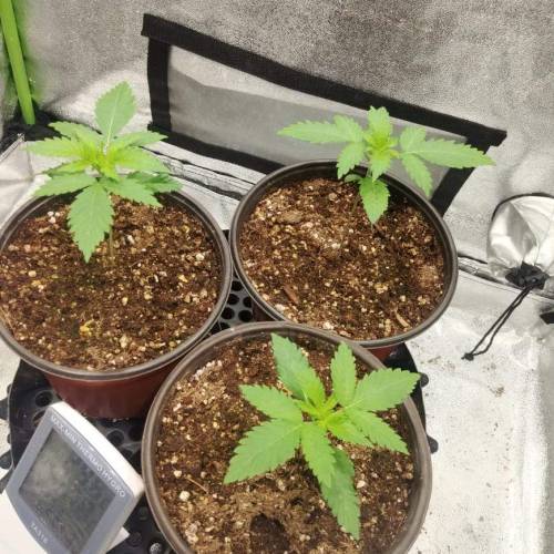 Moby Dick BSF FEM. Week 2 - Día 10