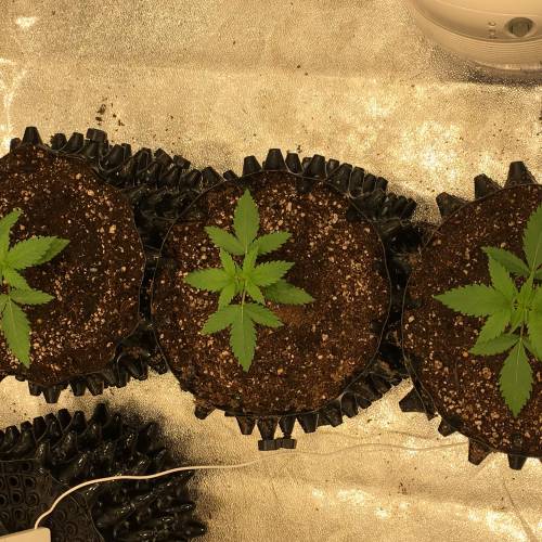 Moby Dick BSF FEM. Week 2