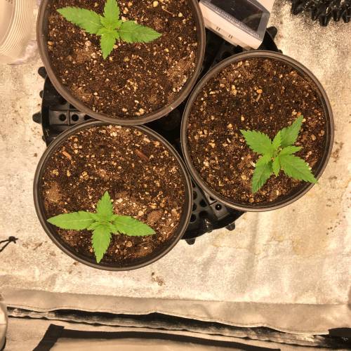 Moby Dick BSF FEM. Week 2 - Día 8