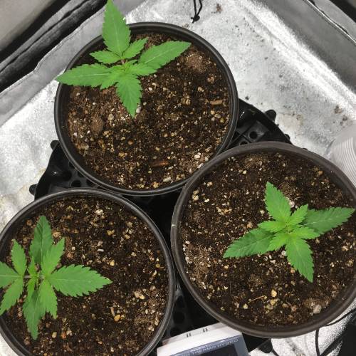 Moby Dick BSF FEM. Week 2 - Día 9