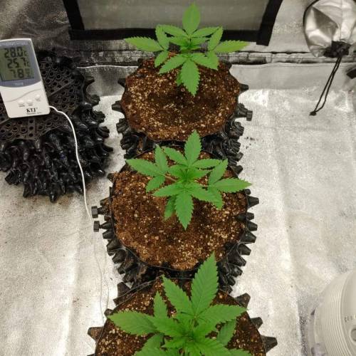 Moby Dick BSF FEM. Week 2