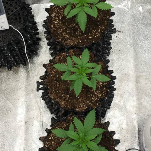 Moby Dick BSF FEM. Week 2